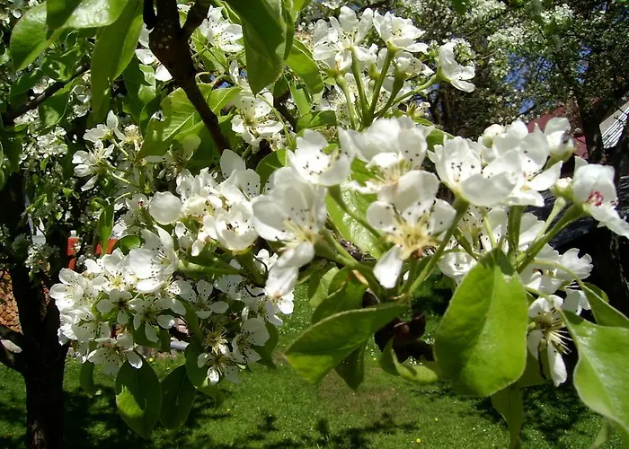 Дом отдыха Retro